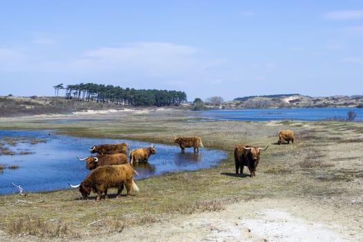 Cattle scottish Highlanders, Zuid Kennemerland, Netherlands