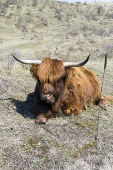 Cattle scottish Highlanders, Zuid Kennemerland, Netherlands