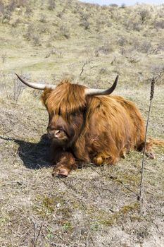 Cattle scottish Highlanders, Zuid Kennemerland, Netherlands