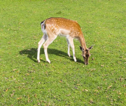 The sika deer can be active throughout the day, though in areas with heavy human disturbance, they tend to be nocturnal.