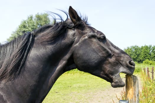 horse sharpens its teeth on a wooden pole