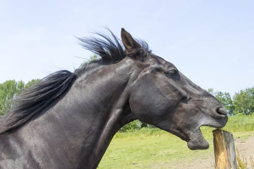 horse sharpens its teeth on a wooden pole