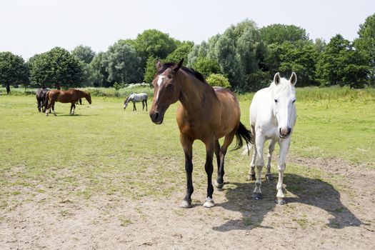 herd of horses