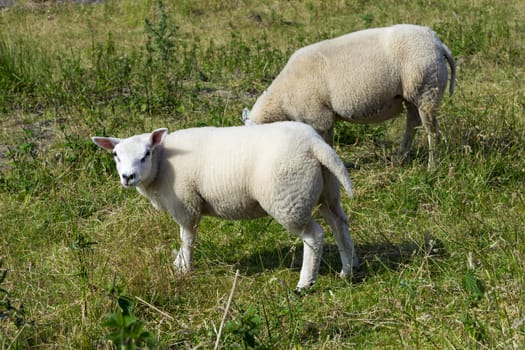 Sheeps at a dike, the Netherlands