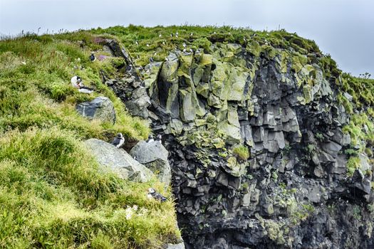 Puffins on the cliff, Iceland summer