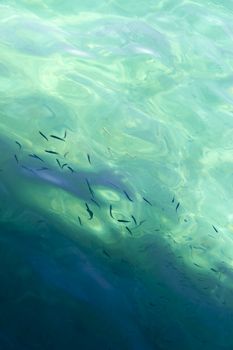 Fish Swim Silhouetted in Azure Sea