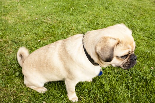 Dog Pug on green grass in a park