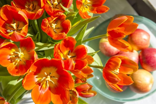 Red tulips and apples in sunlight