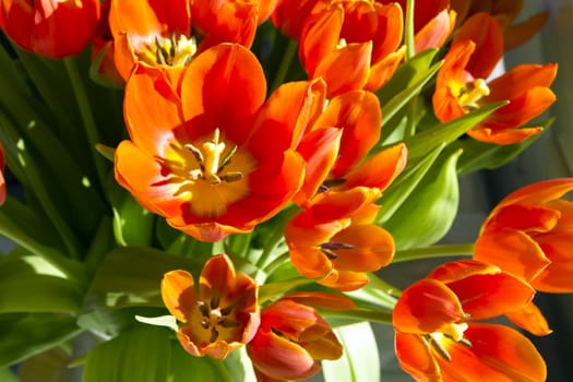 tulips in sunlight