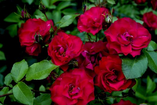 bush of red roses