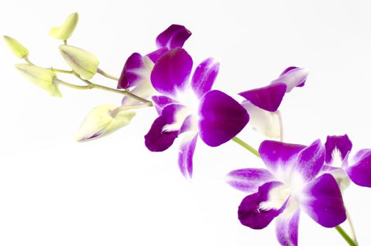 beautiful  purple orchid flower