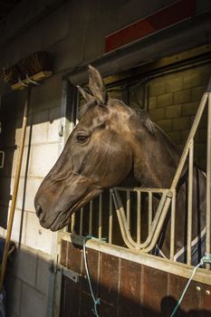 horses in their stalls