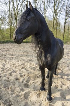 Funny black horse