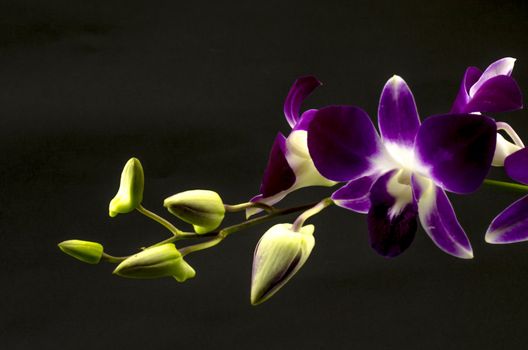 beautiful  purple orchid flower