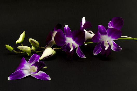 beautiful  purple orchid flower