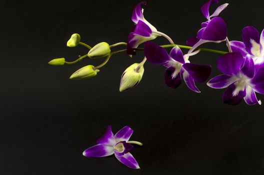 beautiful  purple orchid flower