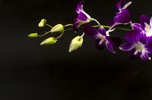 beautiful  purple orchid flower