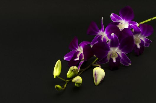 beautiful  purple orchid flower