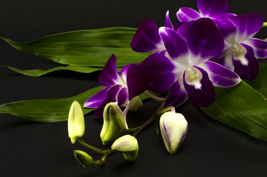 beautiful  purple orchid flower