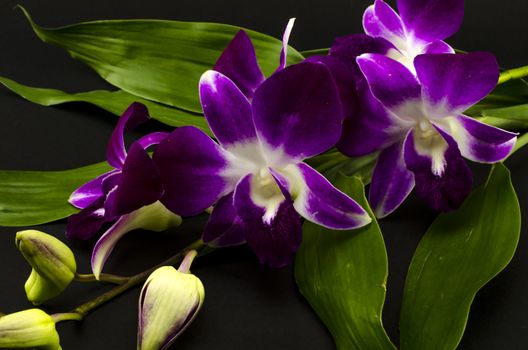 beautiful  purple orchid flower