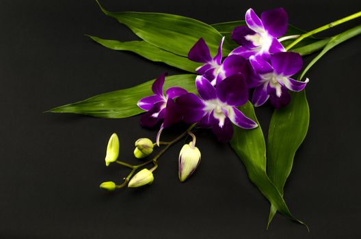 beautiful  purple orchid flower