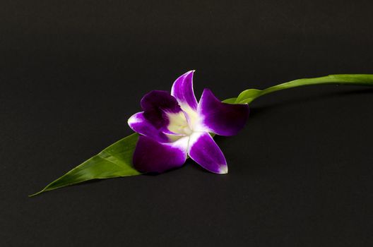 beautiful  purple orchid flower