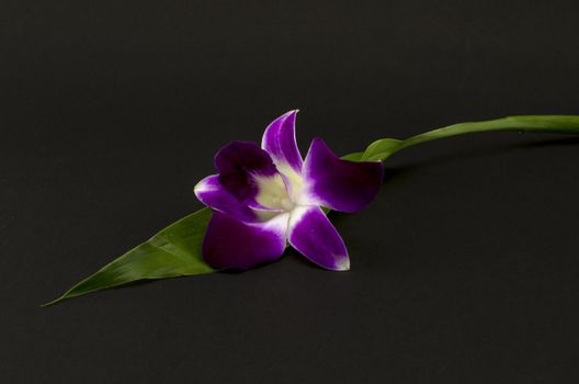 beautiful  purple orchid flower