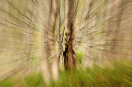 Abstract birch forest background in motion