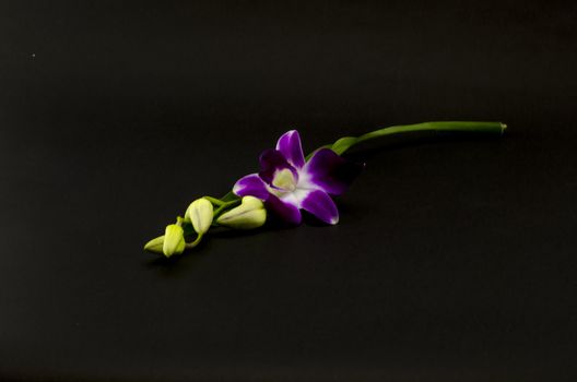 beautiful  purple orchid flower