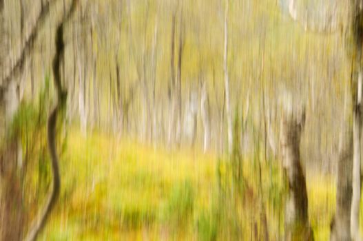 Abstract birch forest scenery in green and brown