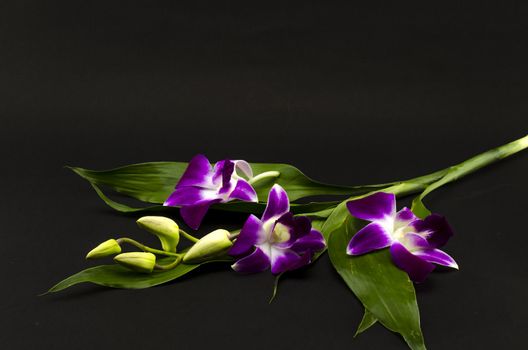 beautiful  purple orchid flower