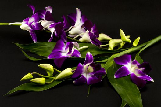 beautiful  purple orchid flower