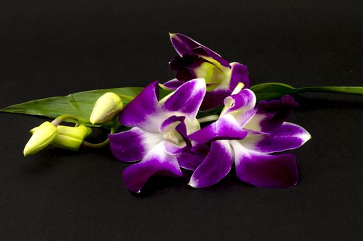 beautiful  purple orchid flower