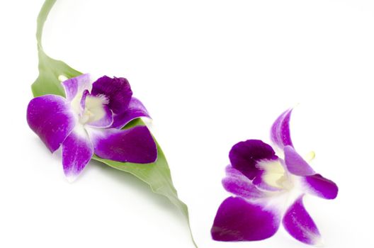 beautiful  purple orchid flower