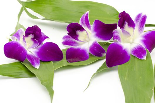 beautiful  purple orchid flower