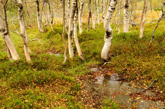A small creek and birch trees in the autumn