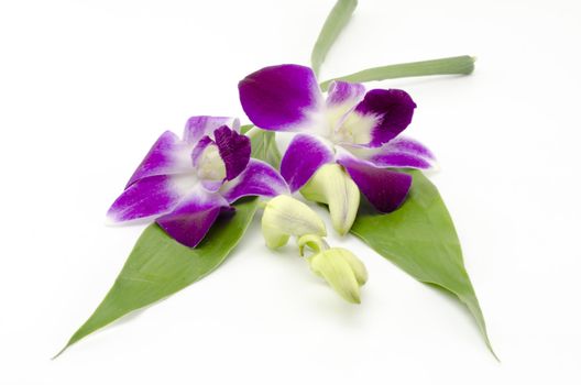 beautiful  purple orchid flower