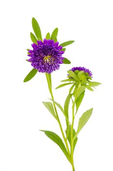 aster flowers on white background