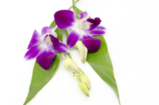 beautiful  purple orchid flower