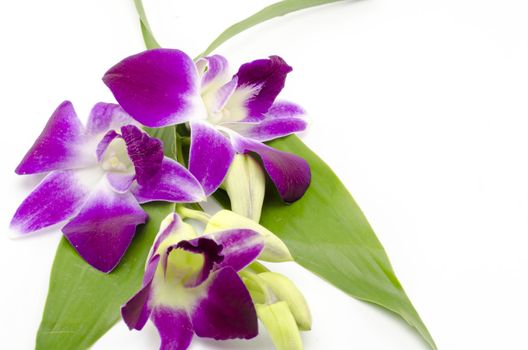 beautiful  purple orchid flower