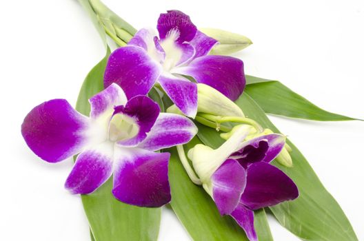 beautiful  purple orchid flower