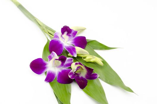 beautiful  purple orchid flower