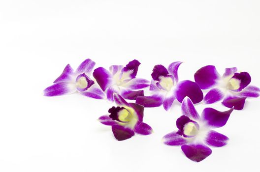 beautiful  purple orchid flower