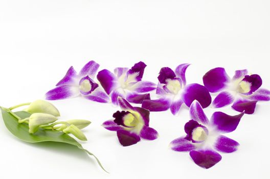 beautiful  purple orchid flower