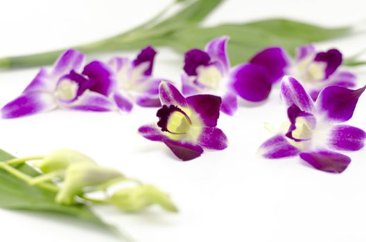 beautiful  purple orchid flower