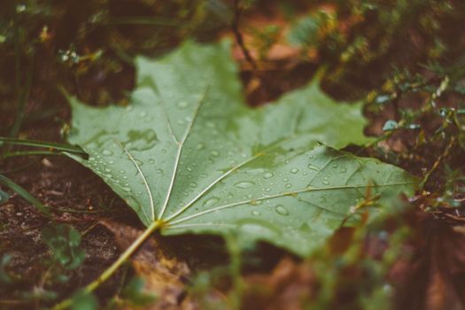 Water Drops On Green Maple Leaf