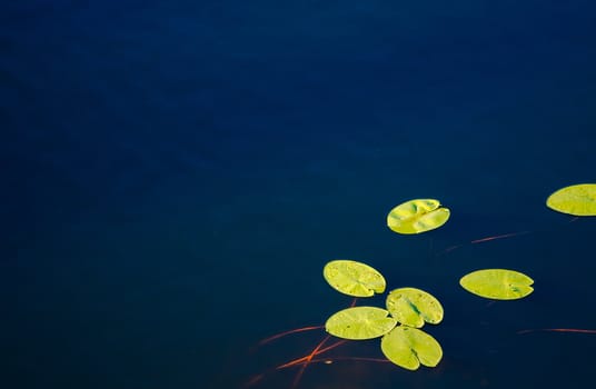 Water Lily Blossoms In Summer Day