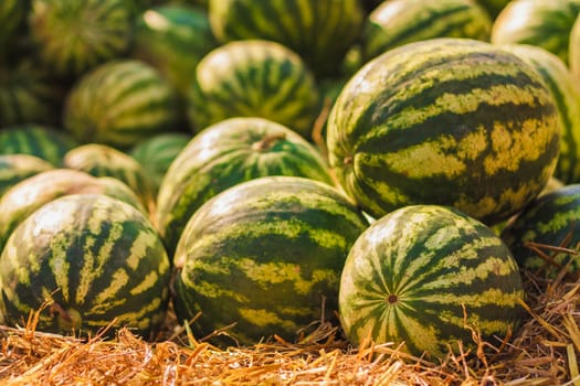 Heap of watermelons. Background