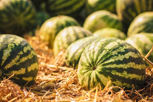 Heap of watermelons. Background