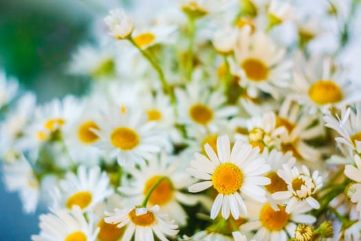 Chamomiles Flowers On Field